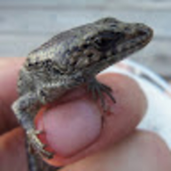 Meet your Posher, Alex - Picture 1 of 1